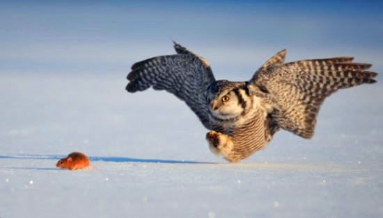 一组趣图巨浪中的灯塔猫头鹰捕食老鼠及异形果