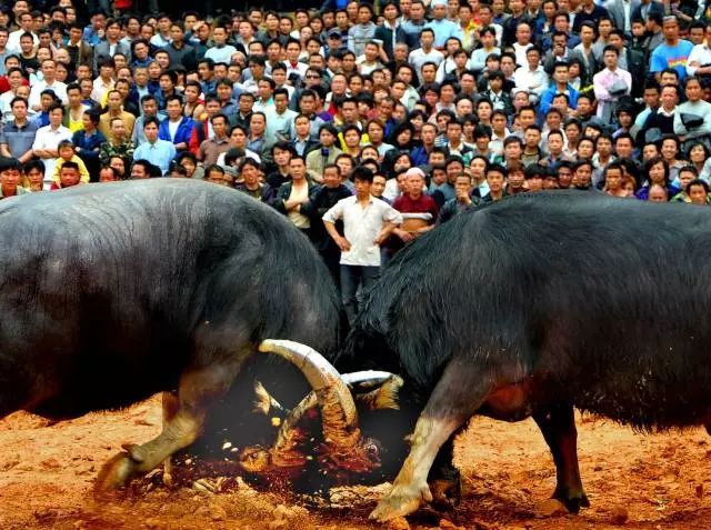 这么多人聚在一起斗牛听说还有好多新余人去