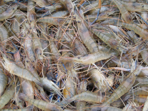 农丰虾王沼虾养殖一年投种多年受益_武汉