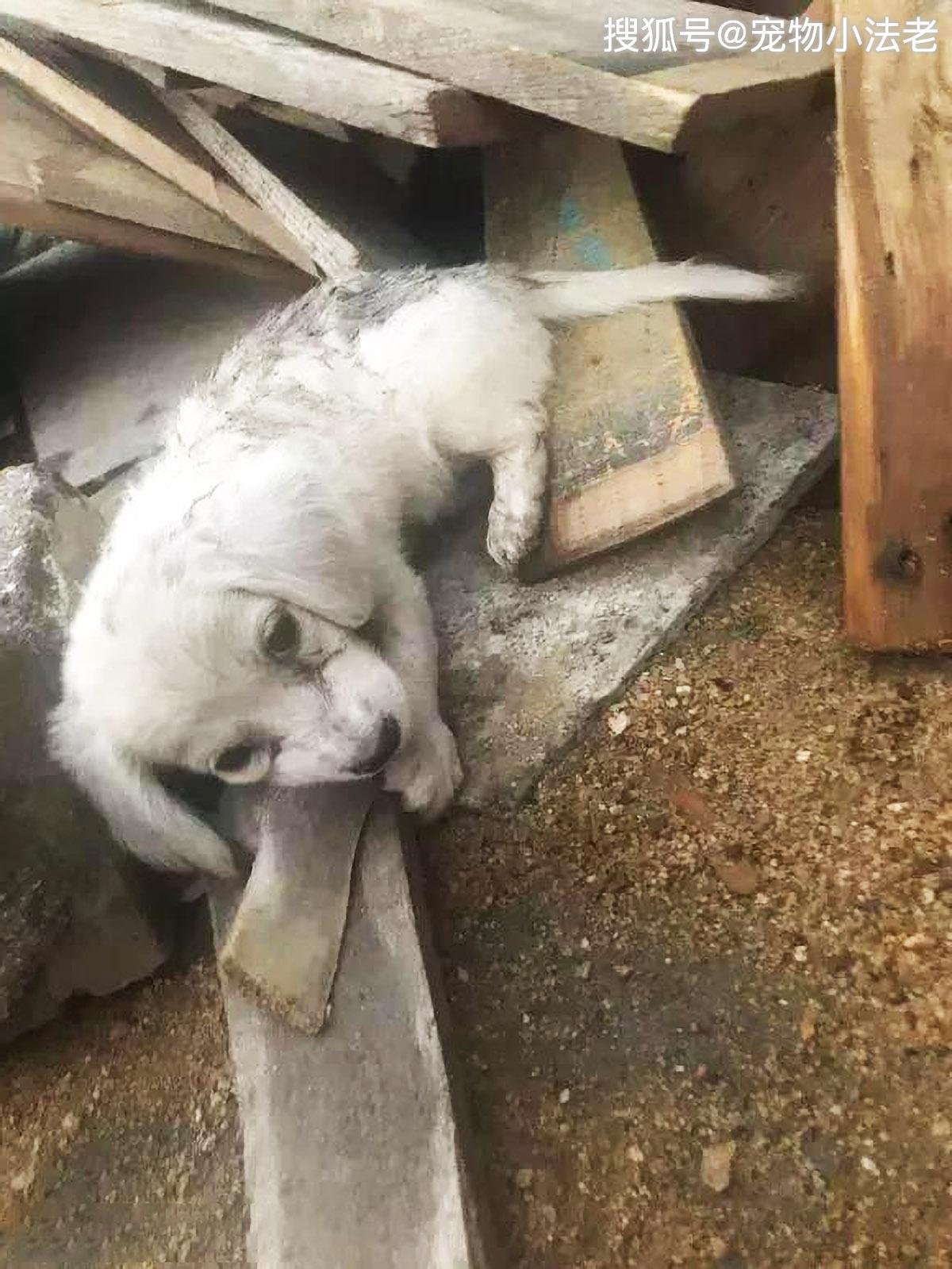 原创你知道1只流浪狗有多可怜吗饿得受不了只能偷偷啃烂木头充饥