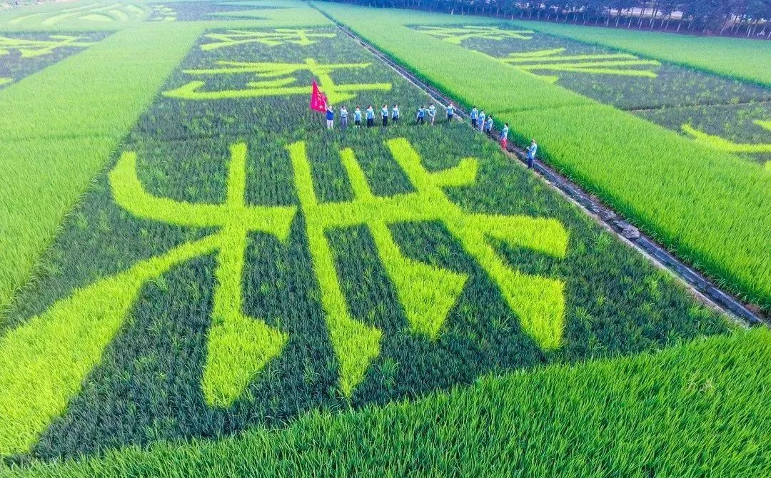 美景用水稻来作画看彩色水稻如何扮靓金华田野