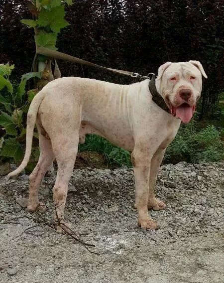 库达犬被绳索束缚库达凶悍其实与巴基斯坦的斗狗脱不了关系巴基斯坦