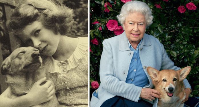 女王的柯基宠物也能见证一段传奇历史