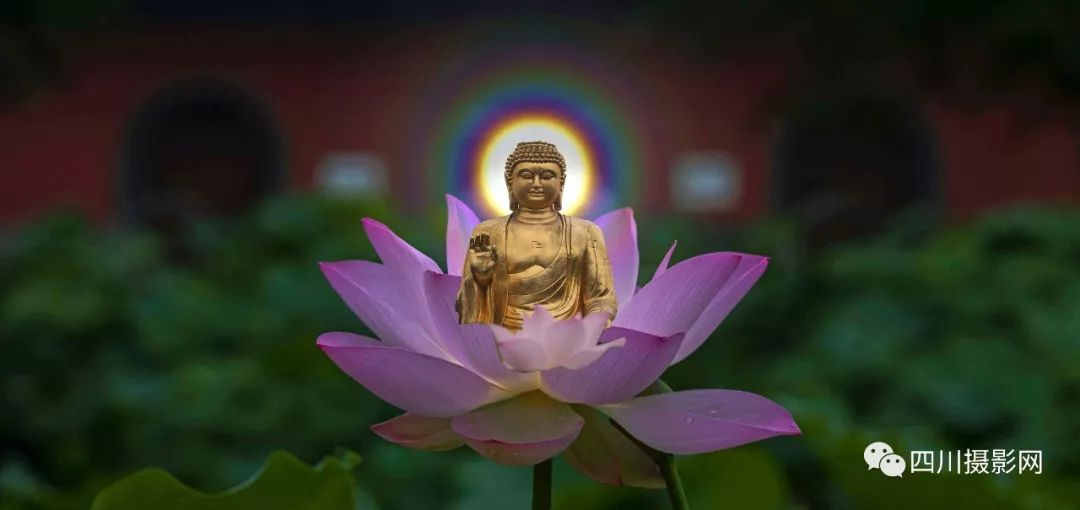 荷花摄影大赛作品分享dbackham莲光映佛