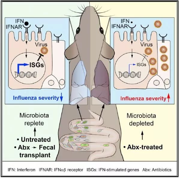 cell rep:肠道微生物可以保护小鼠免受流感病毒感染