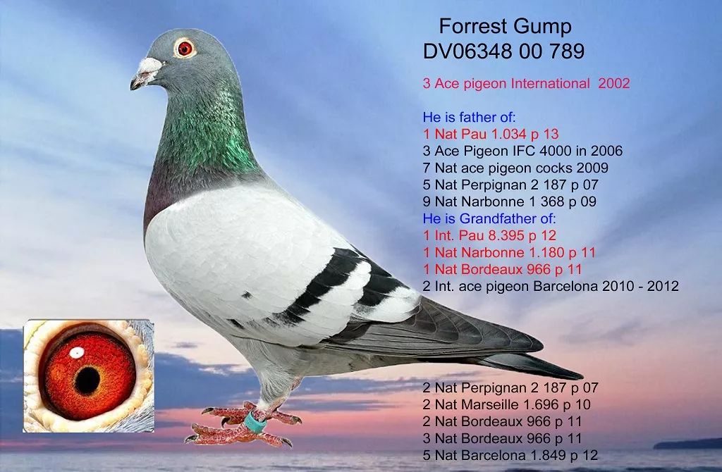 神奇的赛鸽名叫"阿甘",这羽种赛超群的雄鸽来自德国福登霍芬父子鸽舍