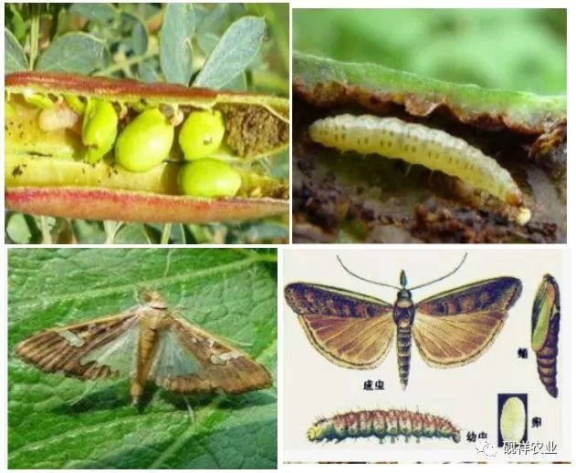 及其防治要点常见蔬菜害虫习性