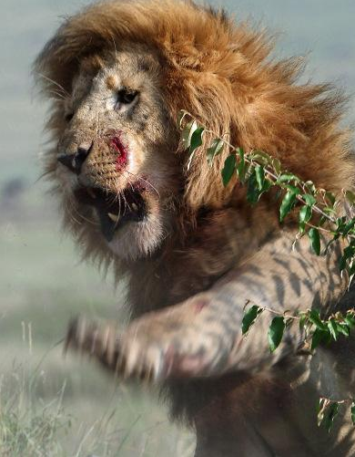 狮子兄弟同时与母狮陷入爱河为了争抢母狮子展开生死之战