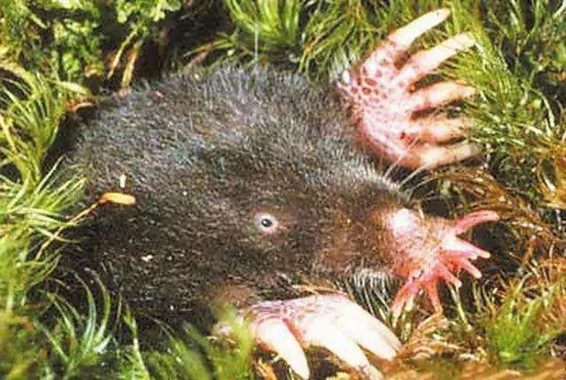 第六种: 攀岩鱼 有"脚"的鲶鱼 攀岩鱼,是 委内瑞拉发现的一种 瓦氏石