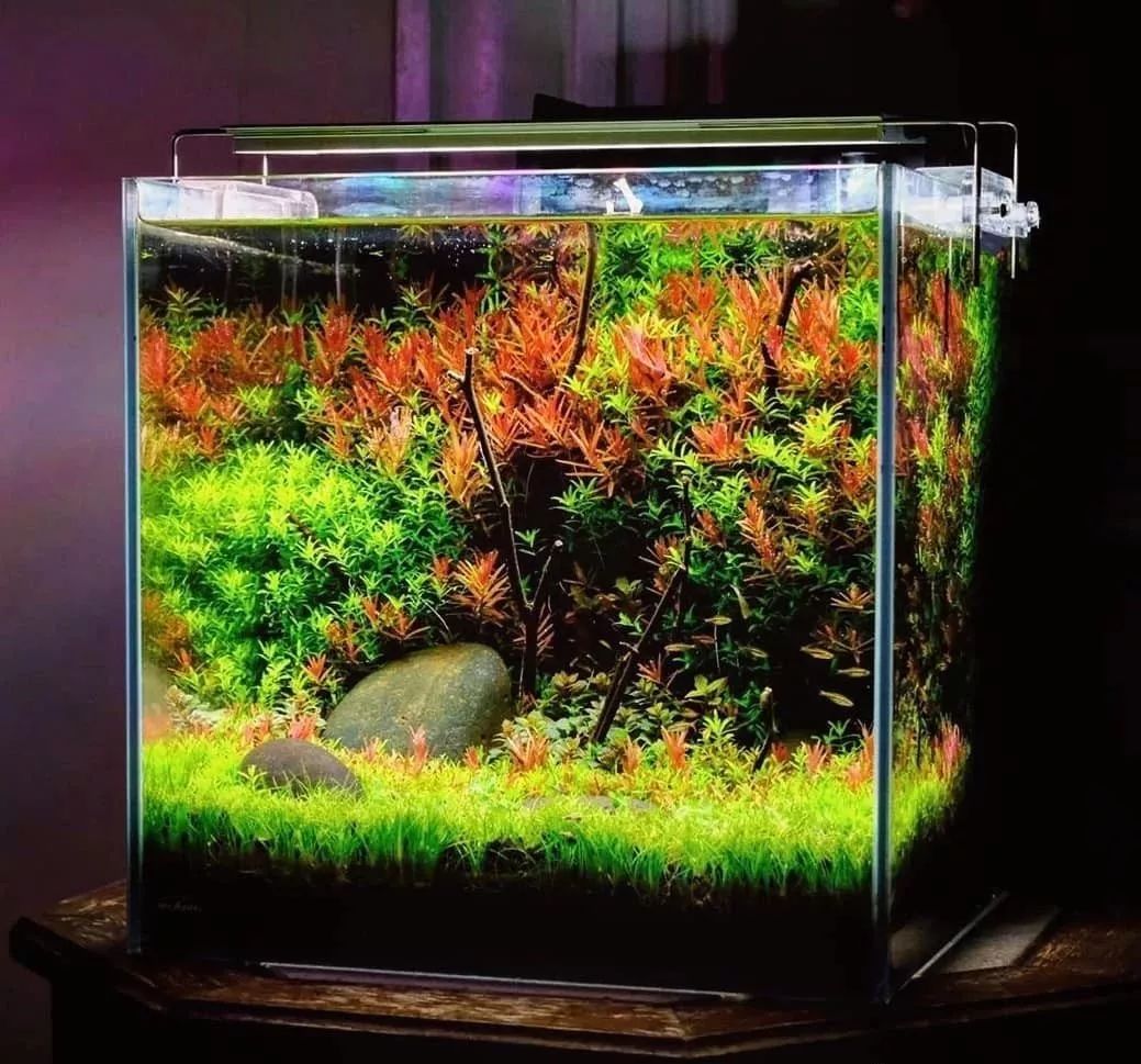 超视觉景观美丽的水草缸你想要的应有尽有