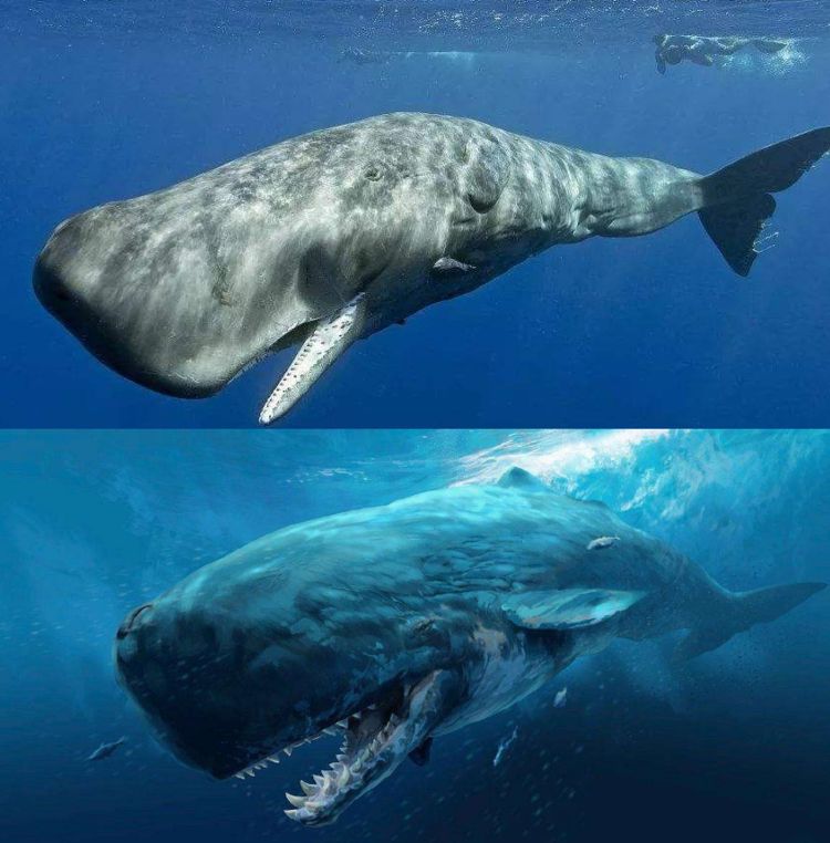 梅尔维尔鲸图片大小图片