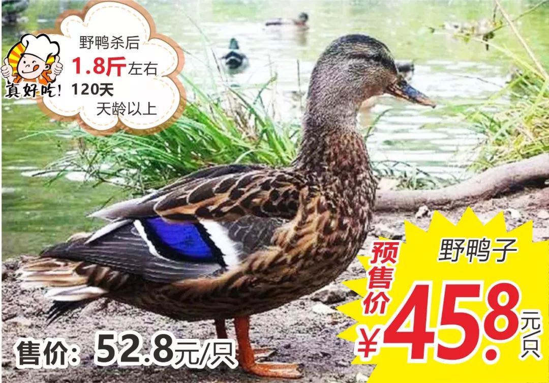 佳惠超市 | 中秋佳节·为"禽"所动~整禽火热预售中>>>_野鸡