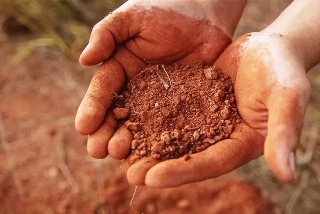 梅州的富硒土壤很能养果子,群山上疏松透气,富含有机质土地肥沃,平均