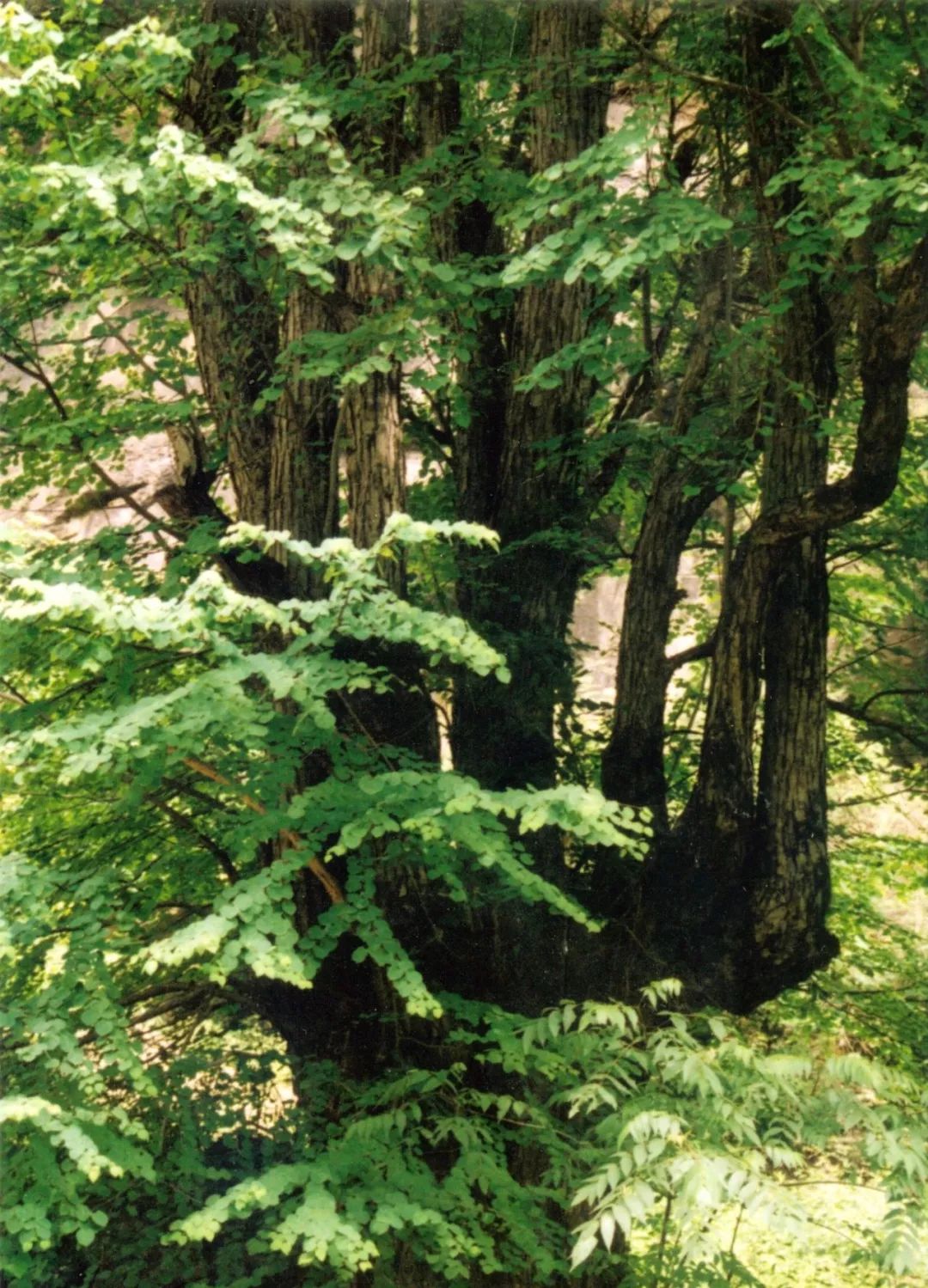 【保护秦岭】第四季植物"活化石"—连香树
