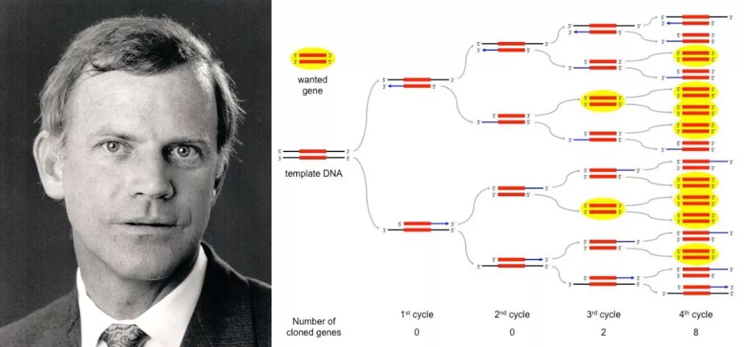 卡里·穆利斯(kary mullis)和pcr技术 gairdner.org;ib.bioninja.