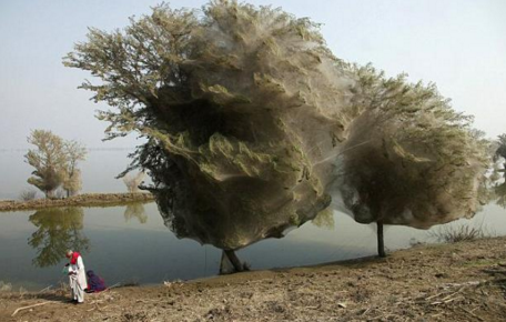 百万蜘蛛树上结网把树裹得严严实实真实原因出乎大家意料