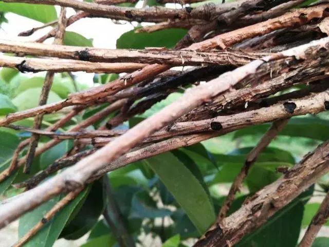 夏天已过现在开始采集金蝉卵枝教你如何识别与保存金蝉卵枝