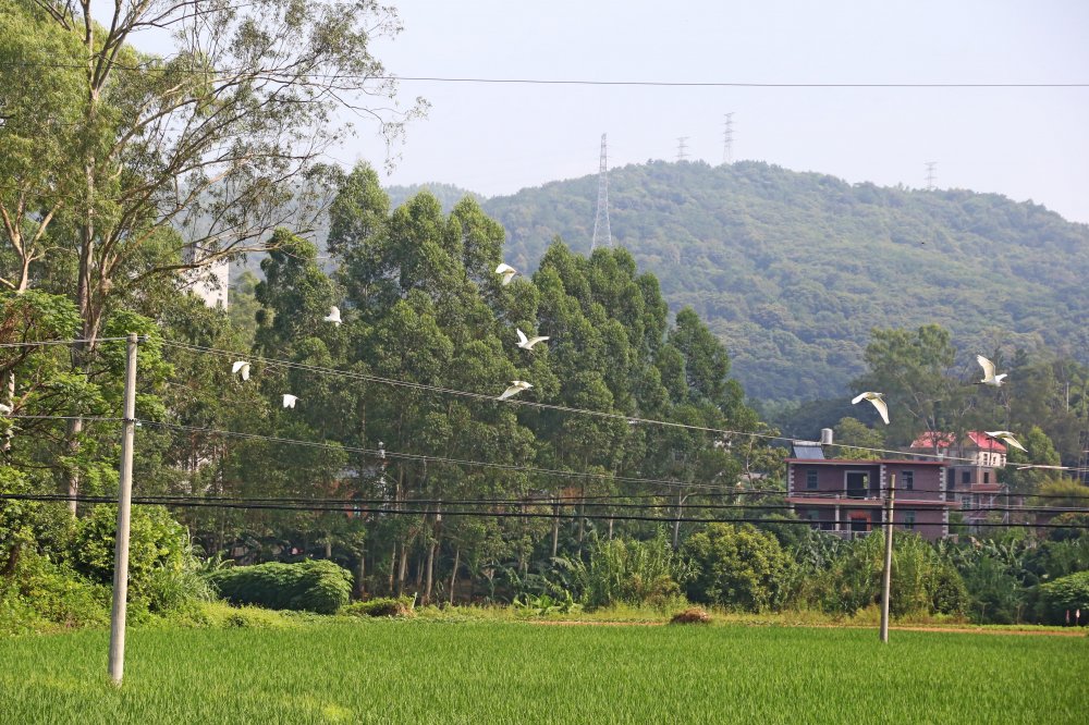 生态宜居乡村南安市金淘镇晨光村