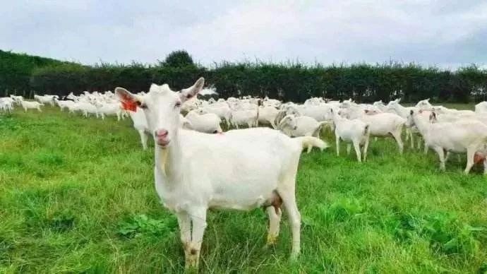 努比亚奶山羊产奶量图片