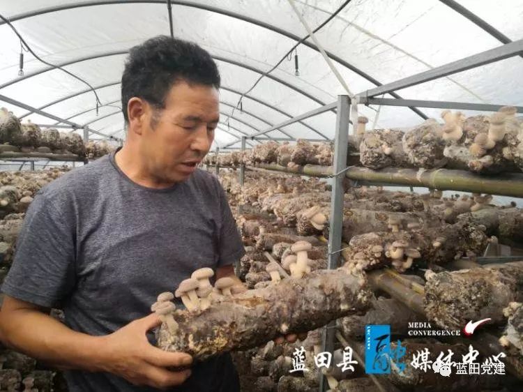 灞源镇李家硷村建成香菇大棚49栋