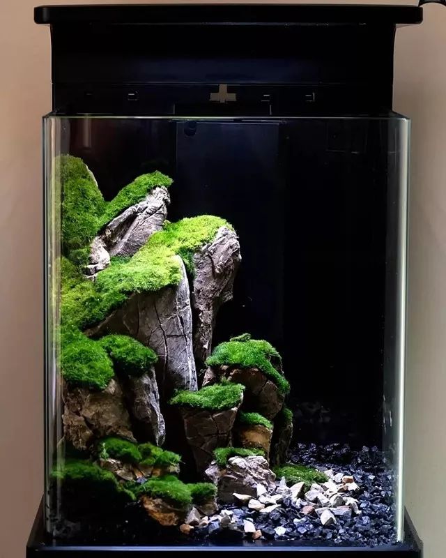 超视觉景观美丽的水草缸你想要的应有尽有