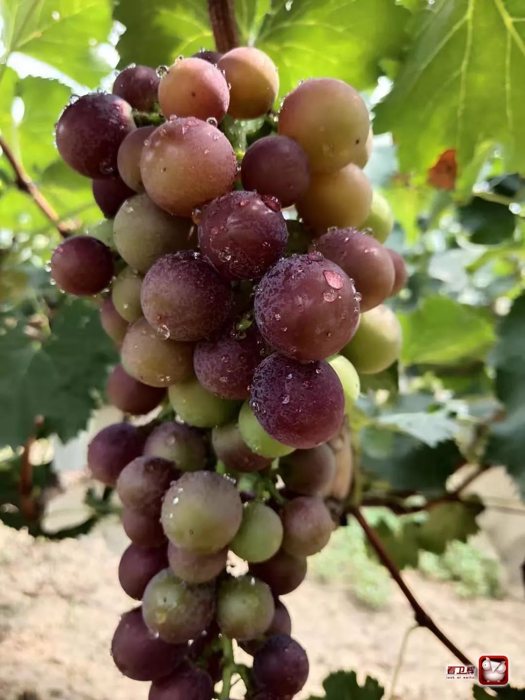 卫辉迎宾葡萄庄园又丰收了这里的葡萄提子香甜到你怀疑人生带着孩子来