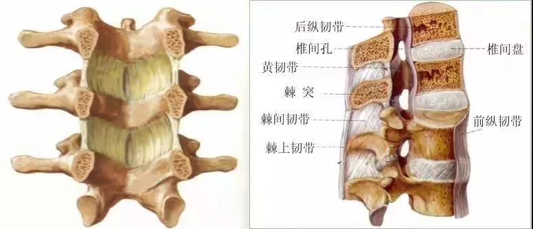 c : 韧带b : 腰椎间盘的结构(3)腰椎上下关节突关节面呈矢状位(内,外