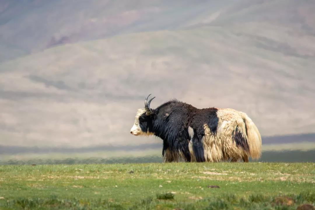 精灵出没丨走进雪域高原动物世界