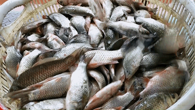 鲫鱼,花鲢凌晨捕捞上来的装满湖鲜的大箩筐里也带回了满仓的湖鲜开捕