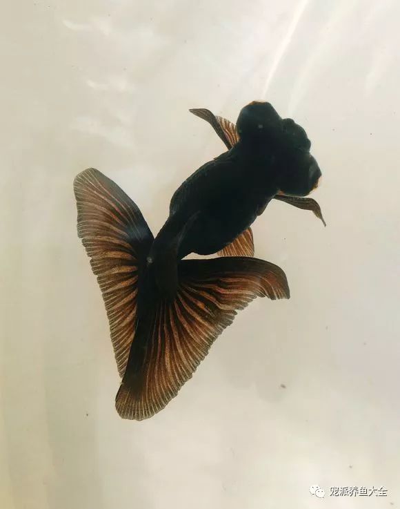 盘点宿舍养观赏鱼的几个小姿势,给力!~_金鱼