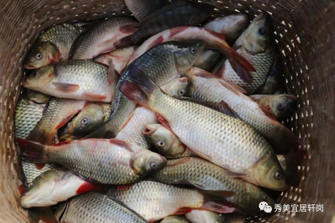 轩岗乡最全稻花鱼品鉴攻略 快快收藏!