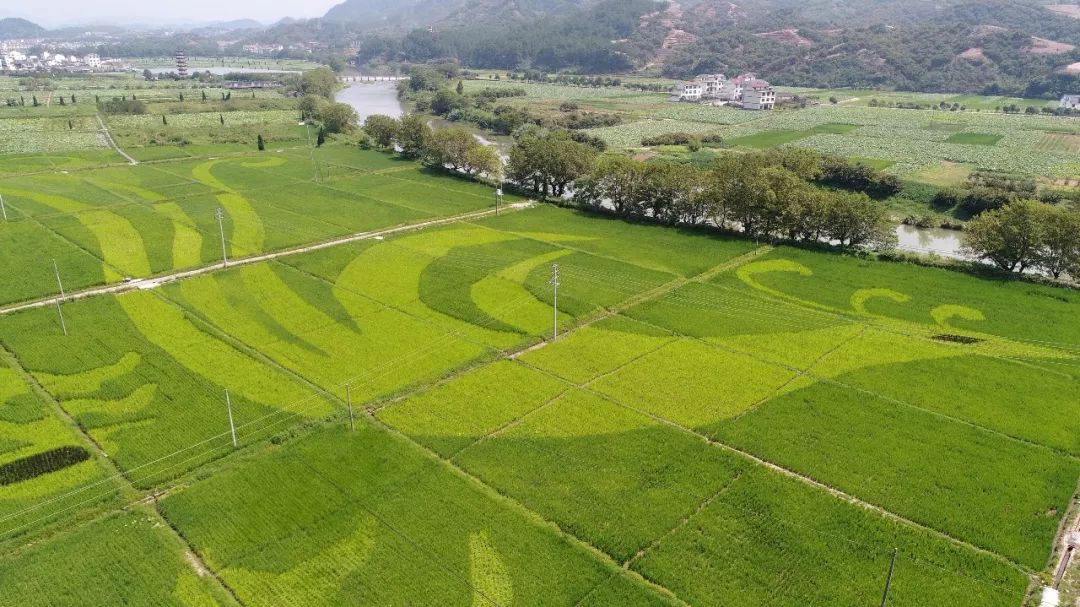 形成以大地为"画布",以水稻为"颜料"的稻田彩绘景观