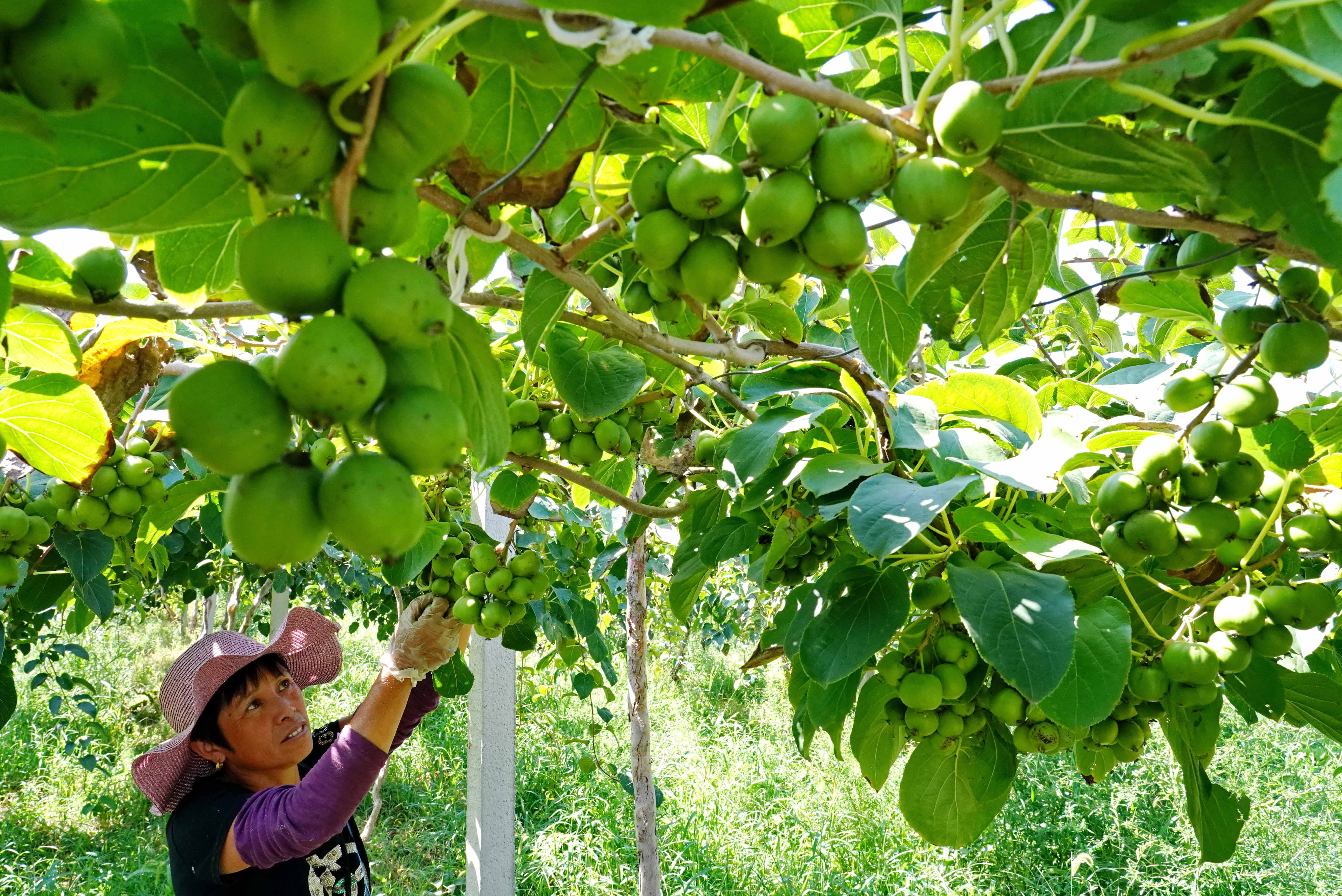 9月1日,在滦南县倴城镇一家生态农业公司的果园,工人在采摘软枣猕猴桃