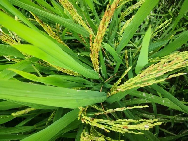 水稻紫秆病易发生,与鞘腐病有哪些区别?掌握发病特点,科学防治_叶鞘