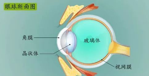 眼科专家告诉你,如何"赶走"眼睛中的"蚊子"_玻璃体