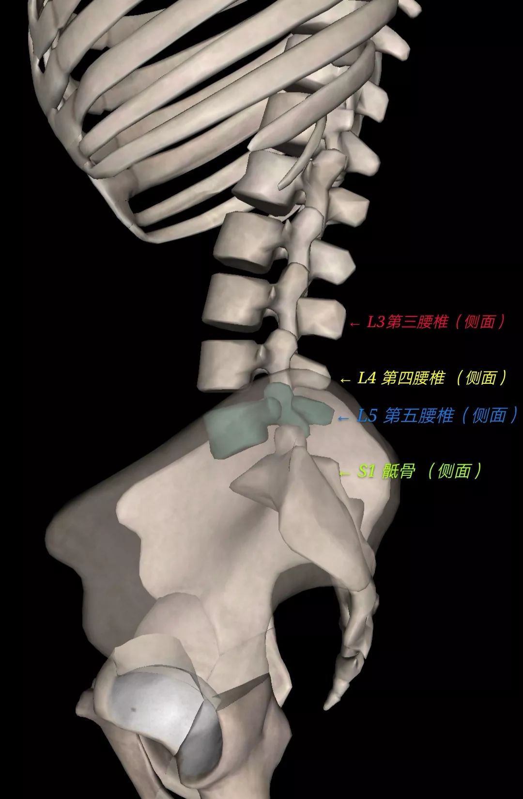 尾椎s5位置示意图图片