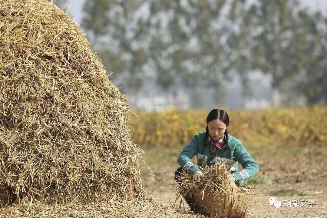 一堆,率性随意地卧着,阳光铺洒着,一股草香味似乎要从那草堆里散出来