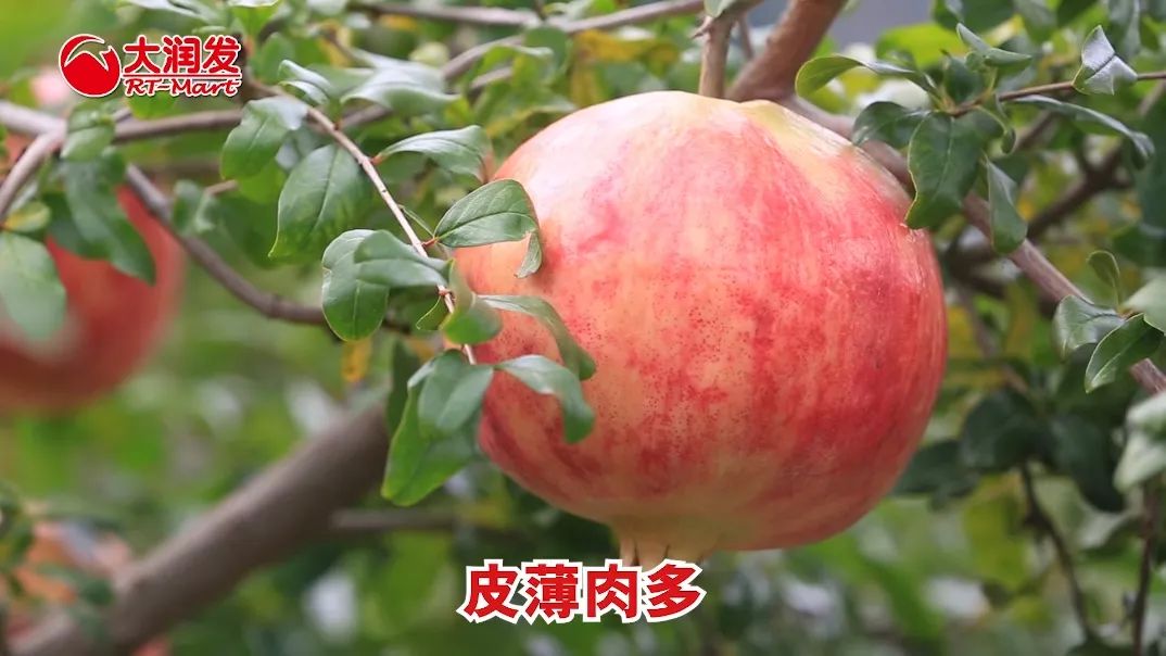果石榴树苗批发基地在哪里