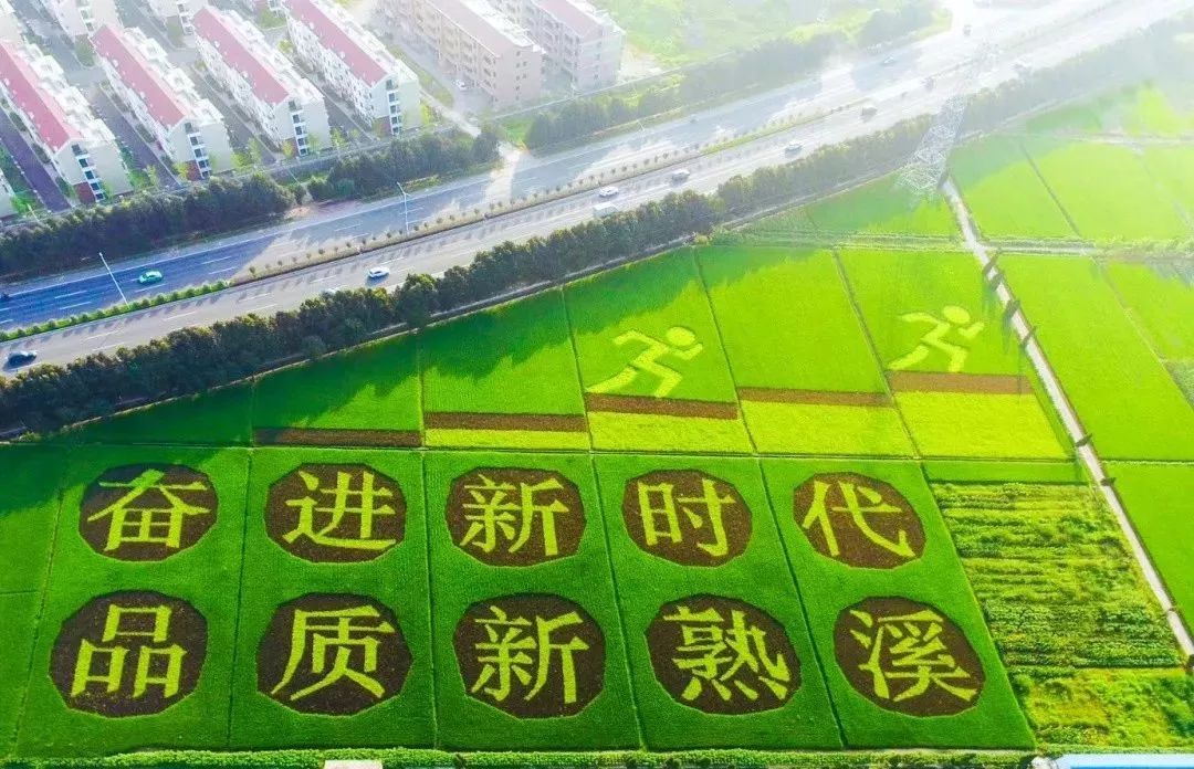 美景用水稻来作画看彩色水稻如何扮靓金华田野