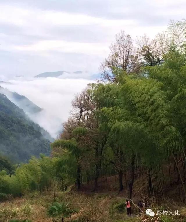 泰顺天关山古道千年古道古树参天蜿蜒溪流美不胜收