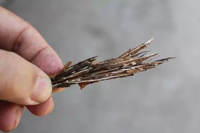 夏天已过现在开始采集金蝉卵枝教你如何识别与保存金蝉卵枝