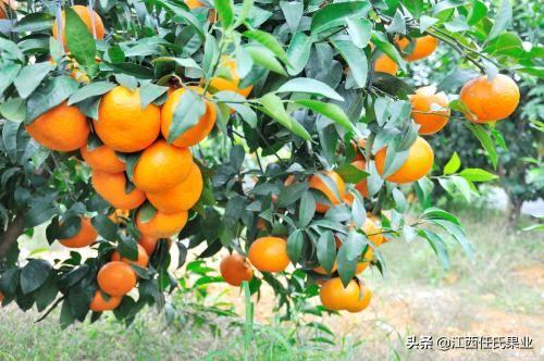 澳洲柑橘澳柑、澳桔品种特性-搜狐大视野-搜狐新闻