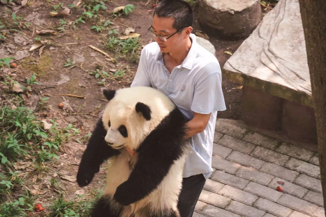 熊猫爸爸养成记