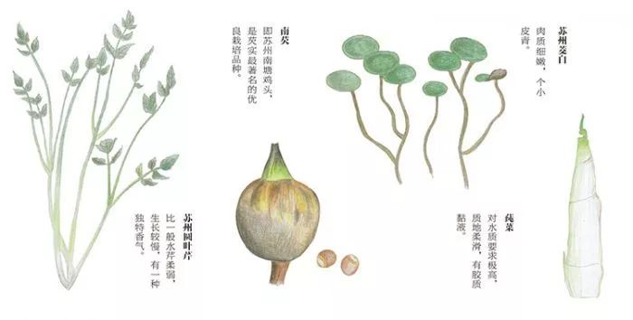 水八仙又称"水八鲜",是指包括茭白,莲藕,水芹,芡实,茨菰,荸荠,莼菜,菱