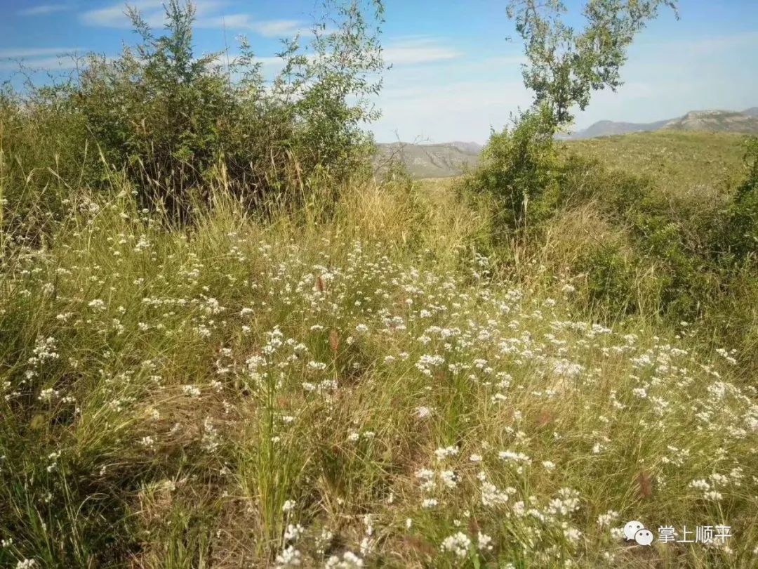 高阳的山葱花采摘季到了炝锅那叫一个香