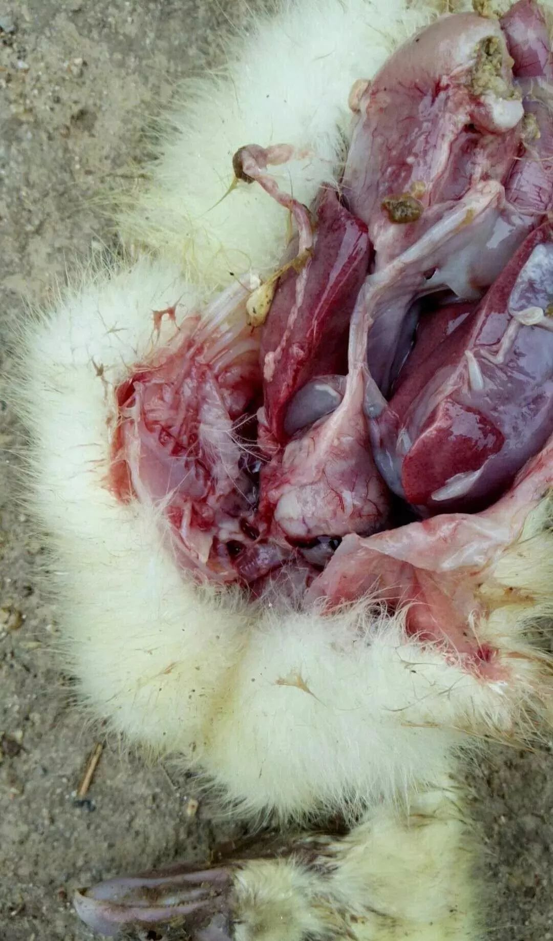 解剖情况:通过对死亡的鹅解剖观察可以明显的看到肝一个大一个小,而且
