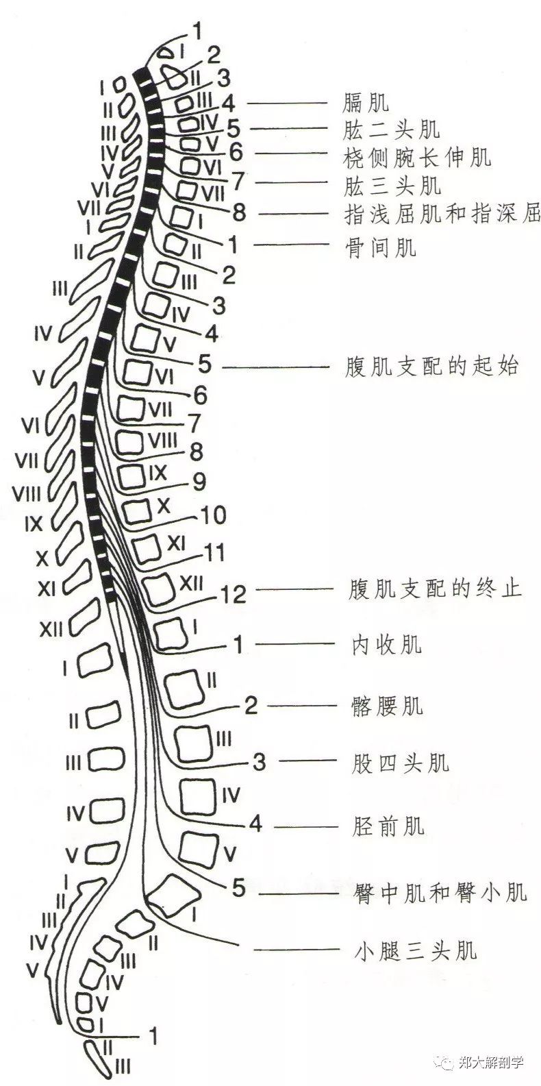 神经根与关键肌