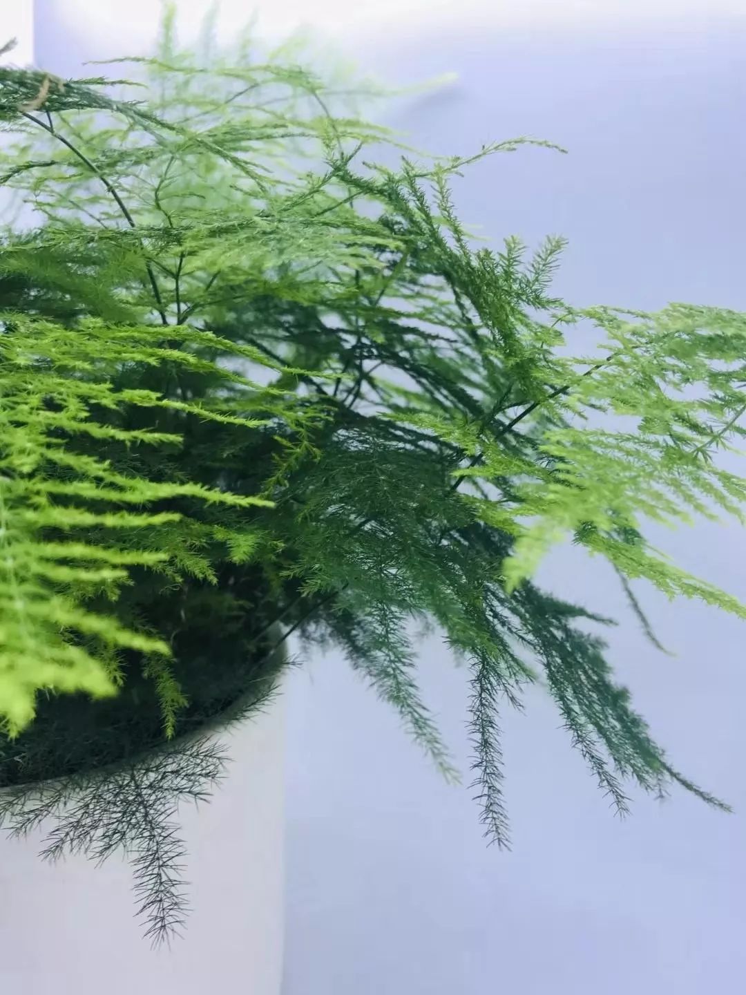 原创文竹叶子老发黄狠心剪光勤快喷水两周枝叶长满整个花盆