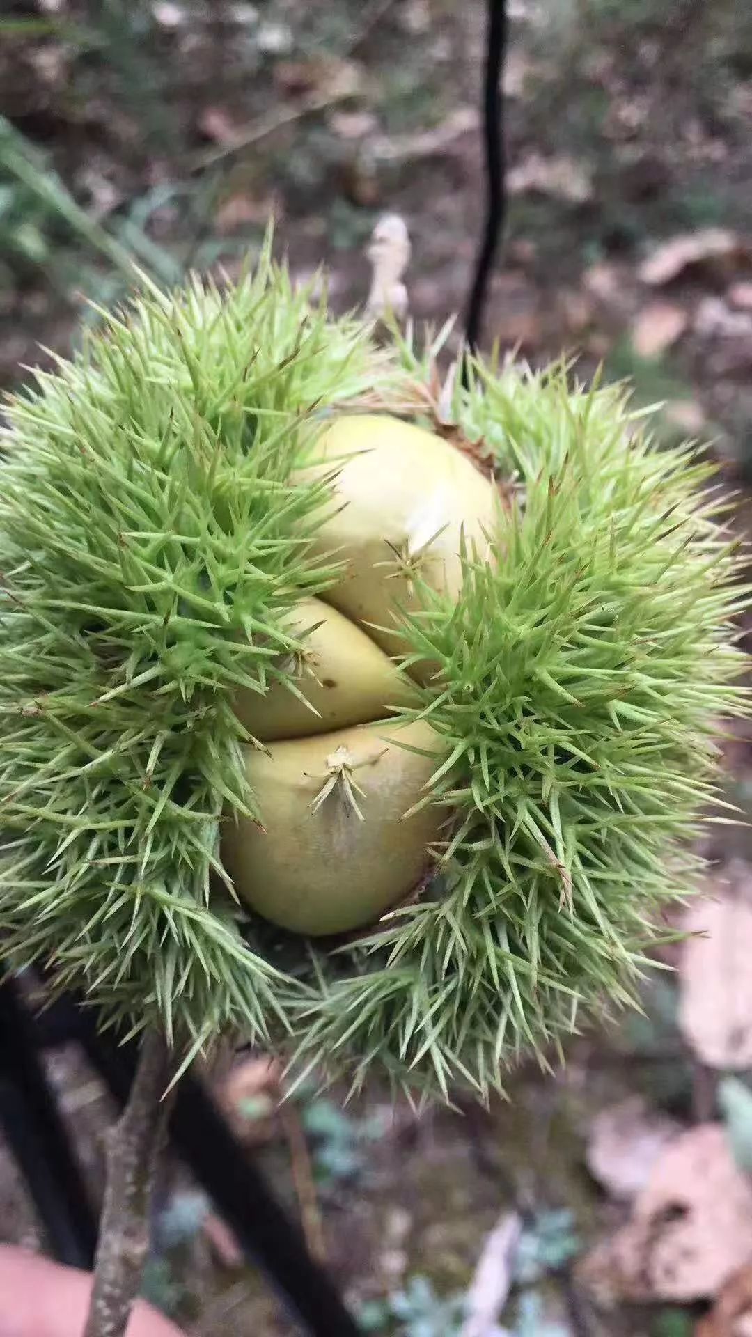 信阳的板栗已熟它可能是农民今年增收的最后希望免费送40份