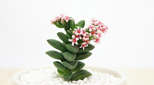 多肉开花真的有点丑